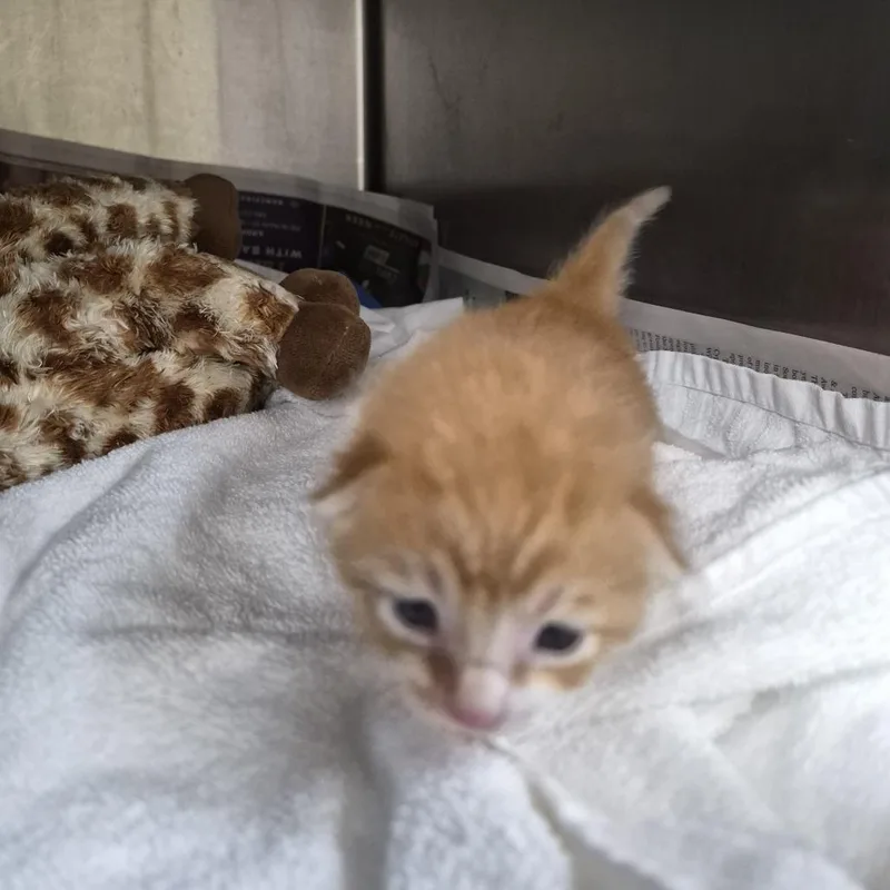 A baby small-sized male Orange / Red Domestic Short Hair cat named Orange for adoption in Ardmore, OK