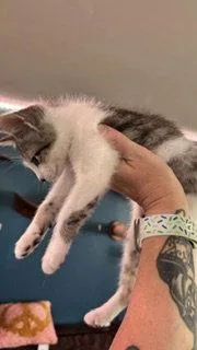 A baby medium-sized female Domestic Short Hair cat named Neah for adoption in Wheaton, IL
