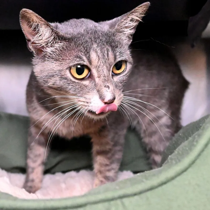An adult medium-sized female Gray / Blue / Silver Domestic Short Hair cat named Dorothy for adoption in West Palm Beach, FL