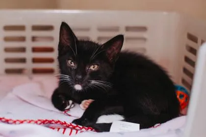 A baby small-sized male Domestic Short Hair cat named A Dudley Petsmart West for adoption in North Charleston, SC