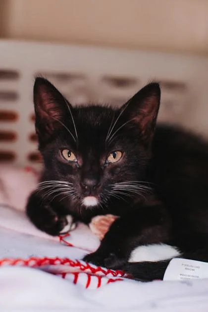 A Dudley Petsmart West thumbnail 2