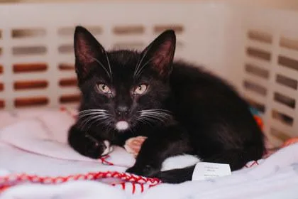 A Dudley Petsmart West thumbnail 3
