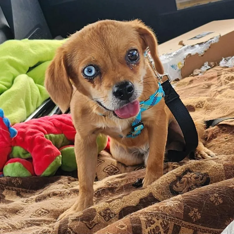 A young small-sized male Beagle dog named Bandit for adoption in Mesa, AZ