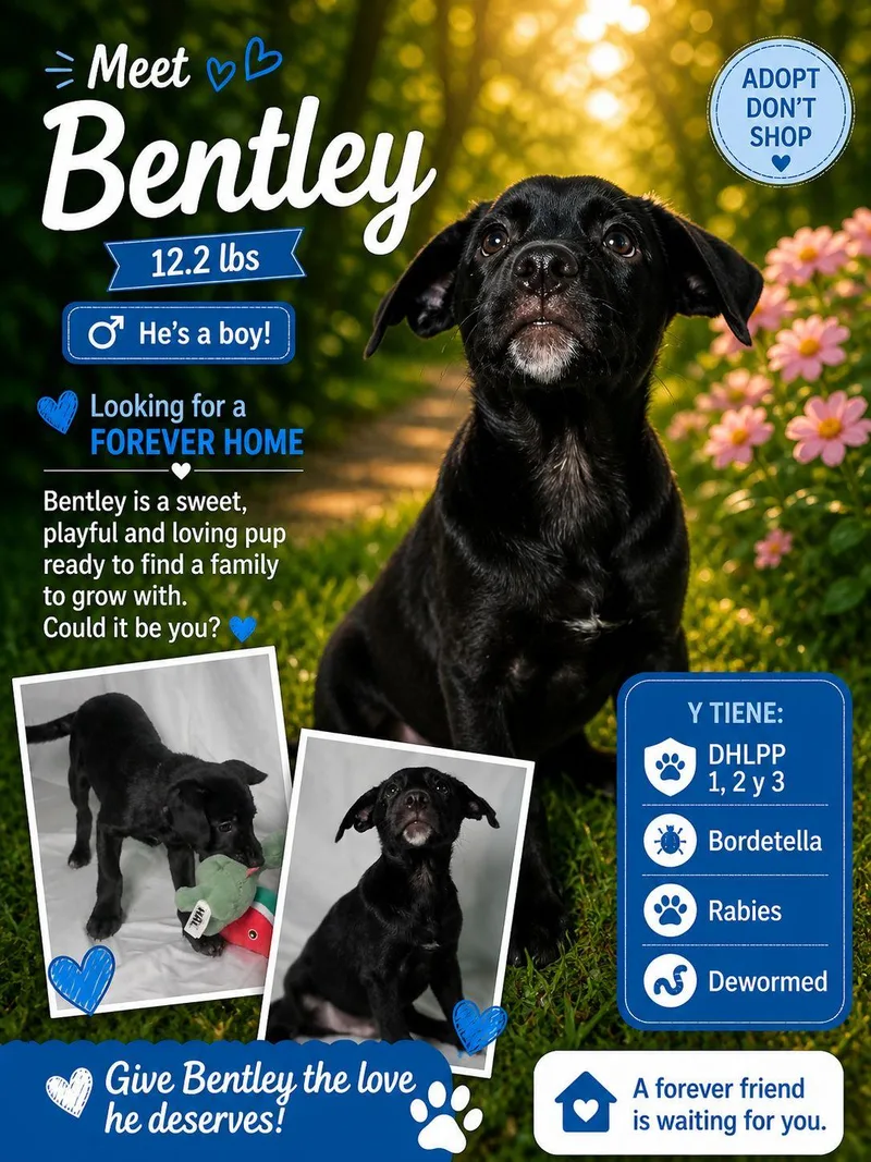 A baby medium-sized male Retriever dog named Bentley for adoption in Jenkintown, PA