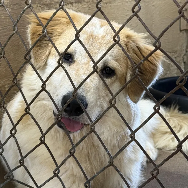 A young large-sized male Yellow / Tan / Blond / Fawn Great Pyrenees dog named Barkley for adoption in Blue Springs, MO