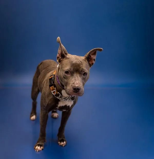 An adult medium-sized female Pit Bull Terrier dog named Pen  Brooke for adoption in Lawrenceville, GA