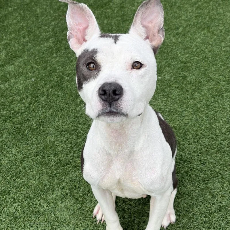 An adult medium-sized female Pit Bull Terrier dog named Mildred for adoption in Matteson, IL