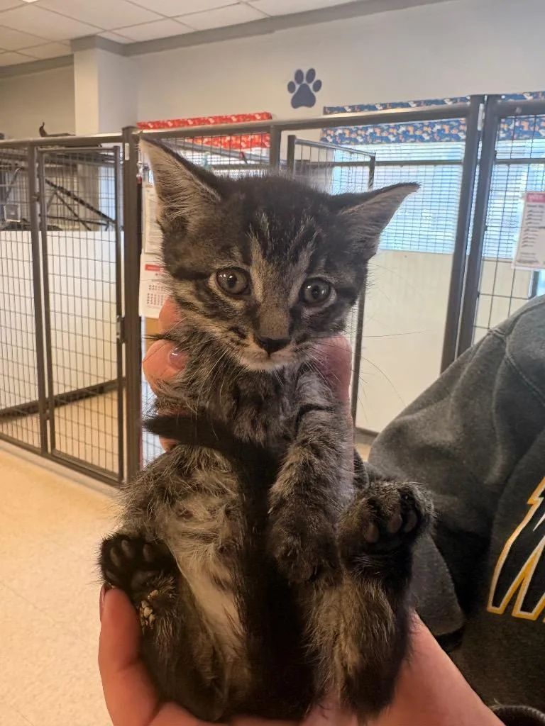 A baby medium-sized female Domestic Short Hair cat named Wilma for adoption in Heber City, UT