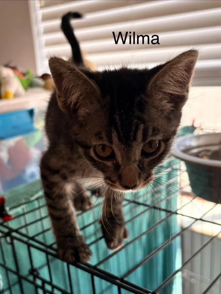 Wilma thumbnail 2