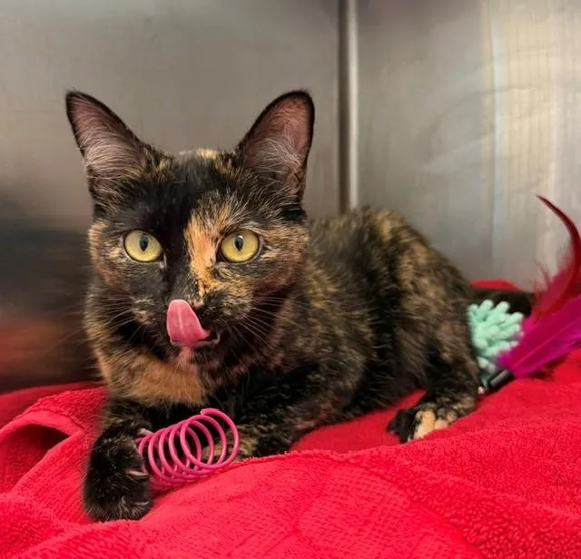 A young medium-sized female Domestic Short Hair cat named Jujubee for adoption in Brighton, CO