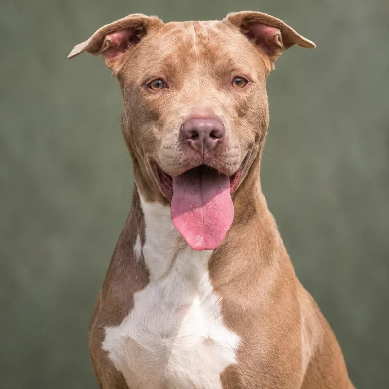 A young medium-sized male Pit Bull Terrier dog named Mudville for adoption in Cranston, RI