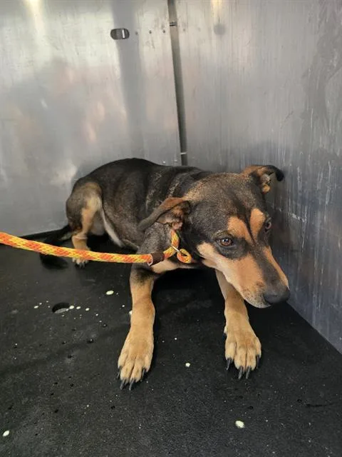 An adult large-sized female German Shepherd Dog dog named Lucy for adoption in Conroe, TX