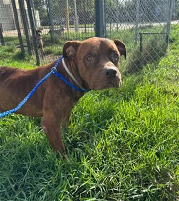 An adult large-sized male Staffordshire Bull Terrier dog named Ramsey for adoption in Houston, TX