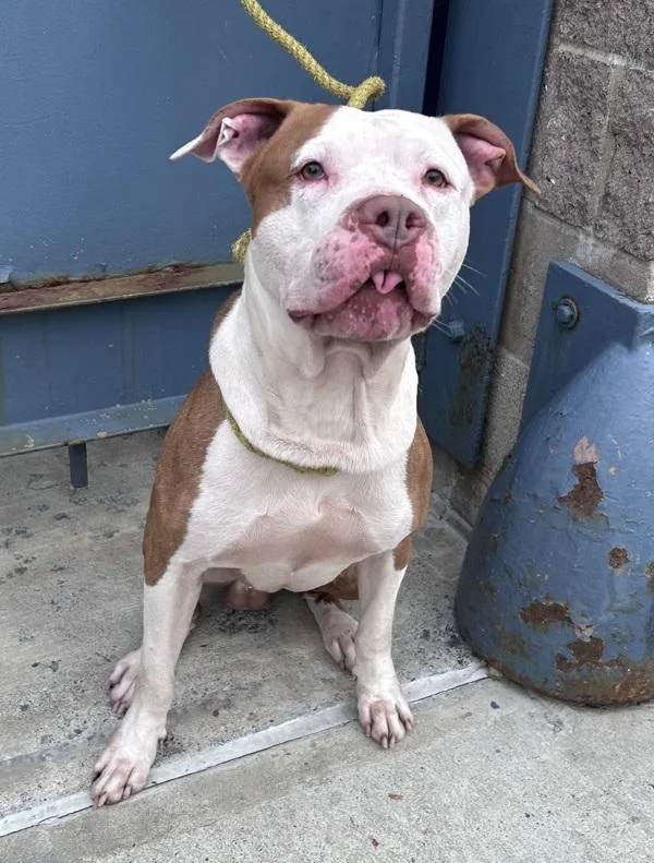 An adult large-sized male Mixed Breed dog named Lightning Mcqueen for adoption in New York, NY