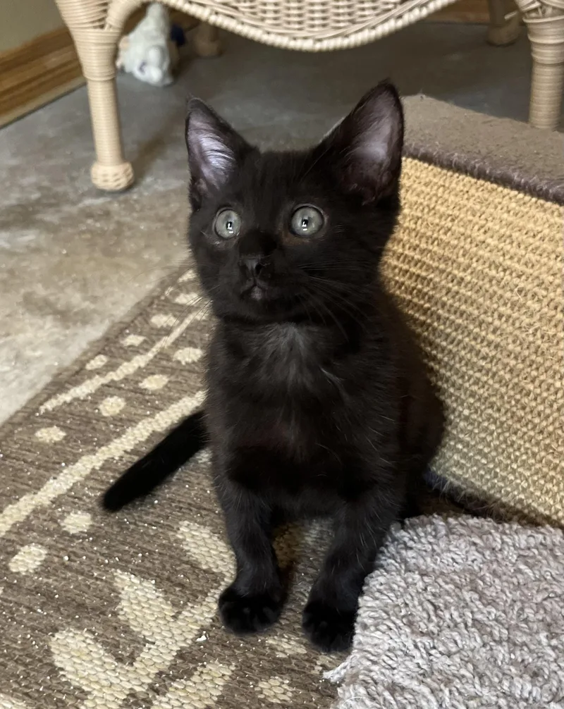 A baby small-sized male Domestic Medium Hair cat named Echo for adoption in Hillsboro, TX