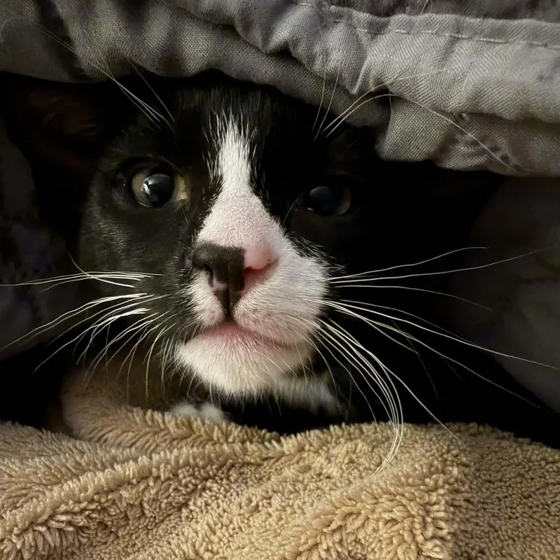 A baby small-sized male Black & White / Tuxedo Domestic Short Hair cat named Bashful for adoption in Gladstone, OR