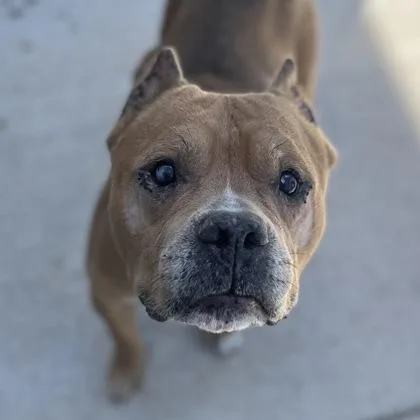 A senior large-sized male Mixed Breed dog named Carl for adoption in Janesville, WI