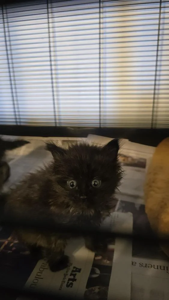 A young small-sized female Domestic Long Hair cat named Cammy for adoption in Pacifica, CA
