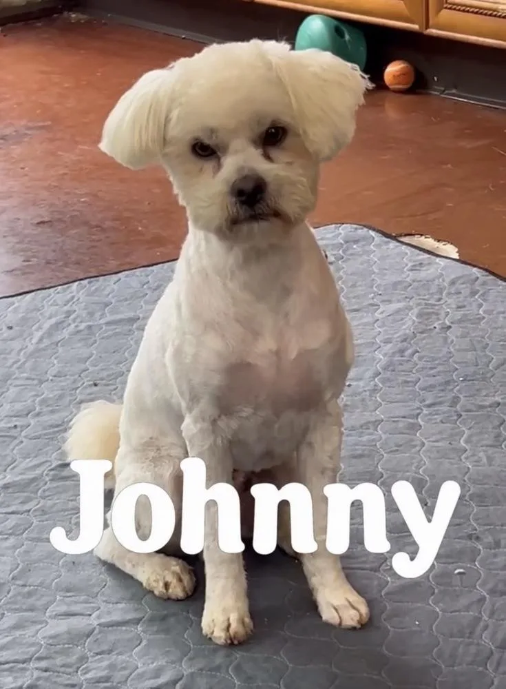 A young small-sized male White / Cream Poodle dog named Johnny Rocket for adoption in San Diego, CA