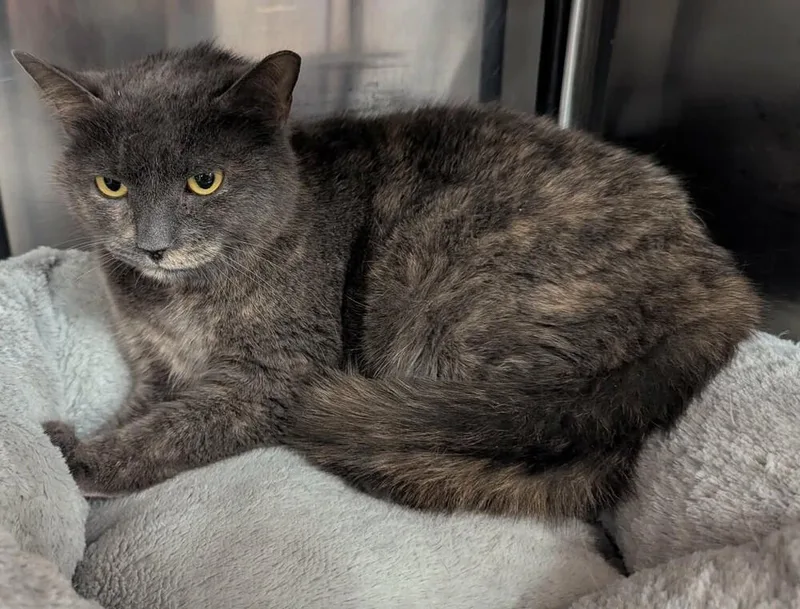 Miss Peach  Et thumbnail 2