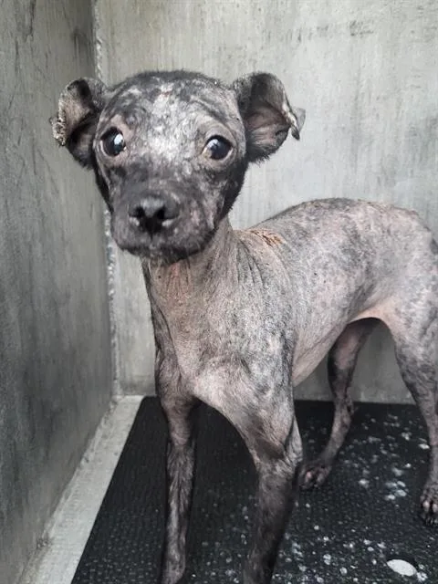 A baby small-sized female Terrier dog named Pippa for adoption in San Antonio, TX
