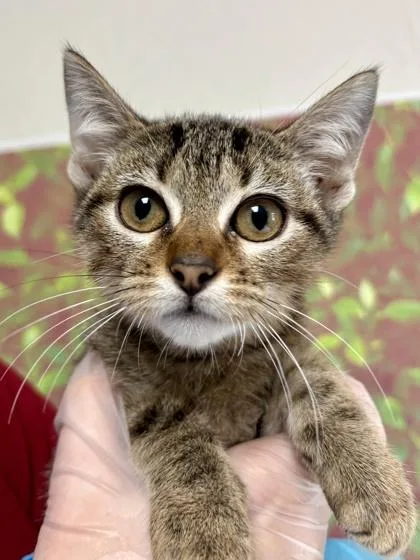 A young small-sized female Domestic Short Hair cat named Moccasin for adoption in San Antonio, TX