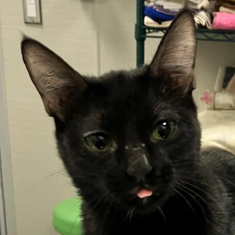 A young medium-sized female Black Domestic Short Hair cat named Margarita for adoption in Las Cruces, NM