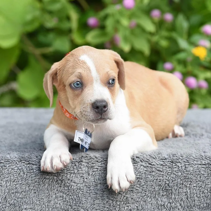 A baby small-sized male Pit Bull Terrier dog named Then I Met you for adoption in Wake Forest, NC