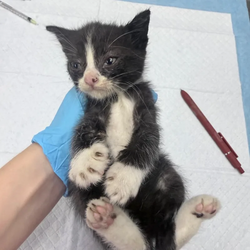 A baby small-sized male Black Domestic Short Hair cat named Blueberry for adoption in Summerville, SC