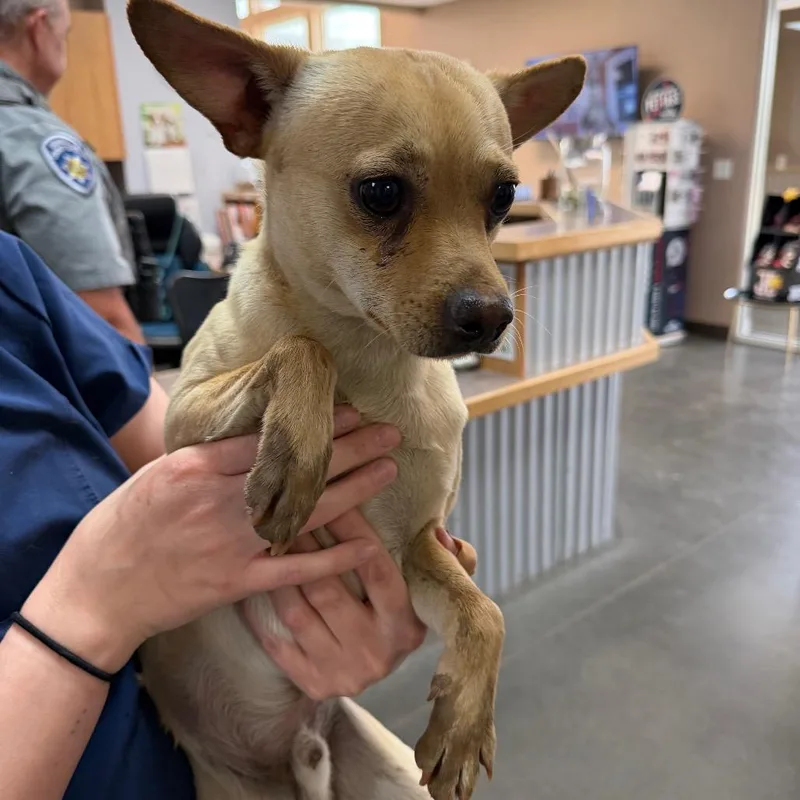 A young small-sized male White / Cream Chihuahua dog named Repete for adoption in Idaho Falls, ID