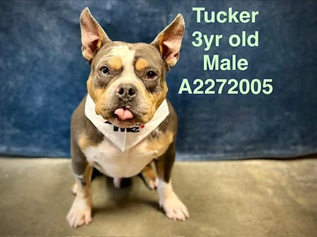 An adult medium-sized male Pit Bull Terrier dog named Tucker for adoption in Chatsworth, CA