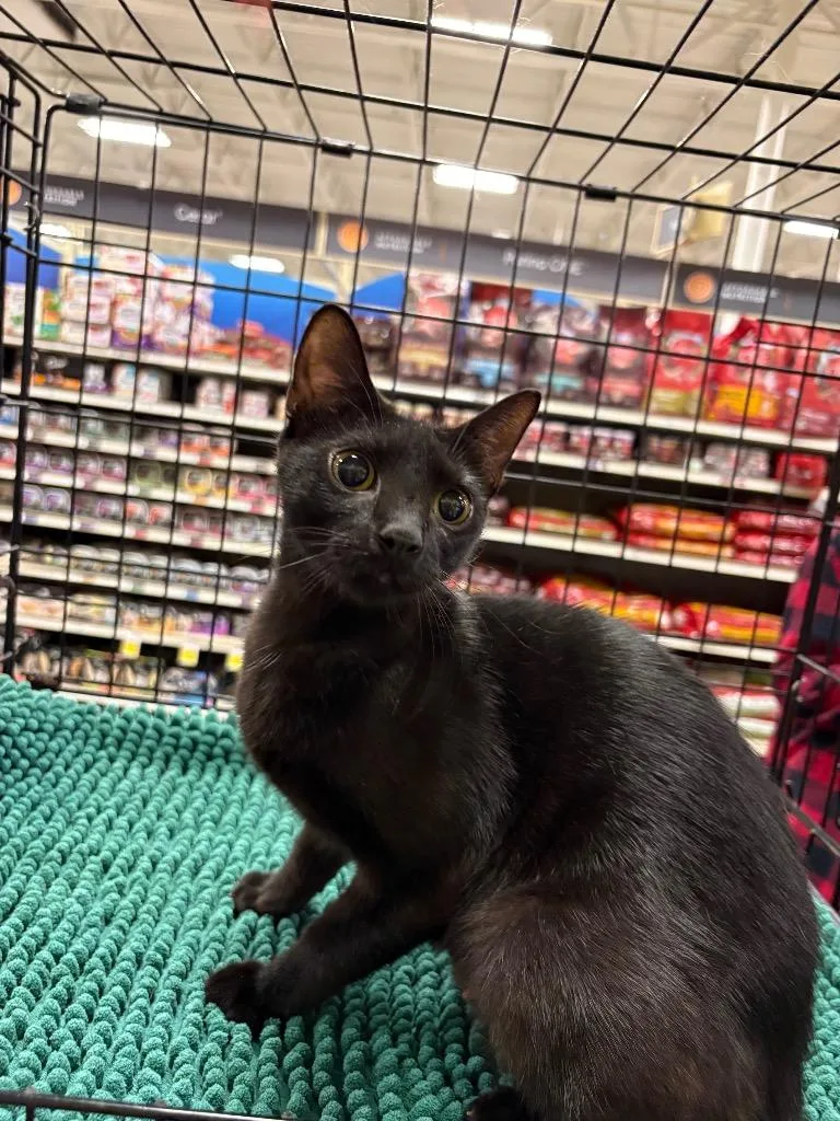 A young large-sized female Domestic Short Hair cat named Salsa for adoption in warrenville, SC