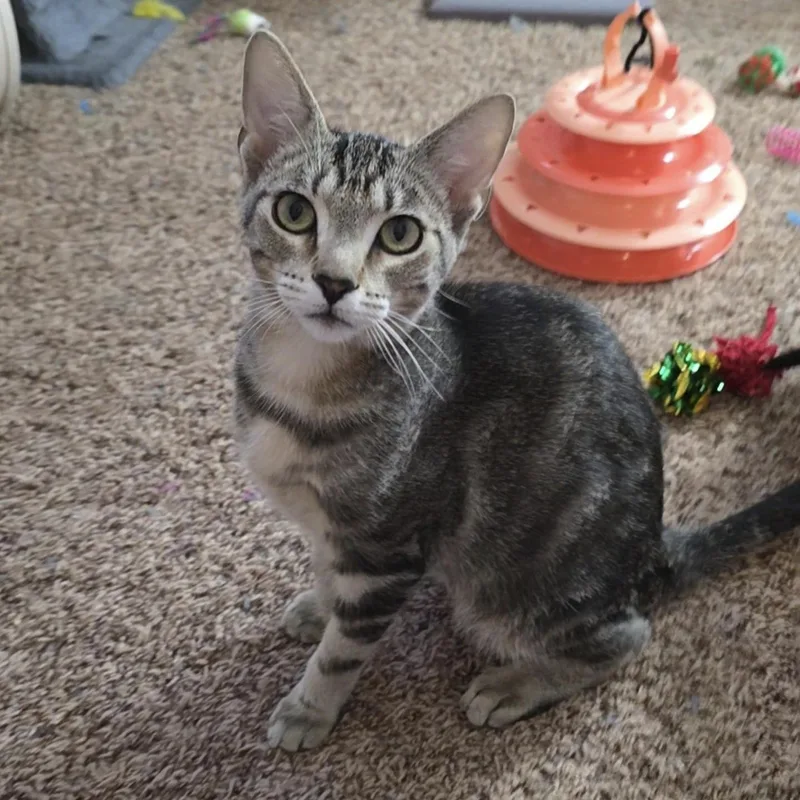 A young medium-sized female Tabby (Gray / Blue / Silver) Domestic Short Hair cat named Galley for adoption in Buffalo, NY