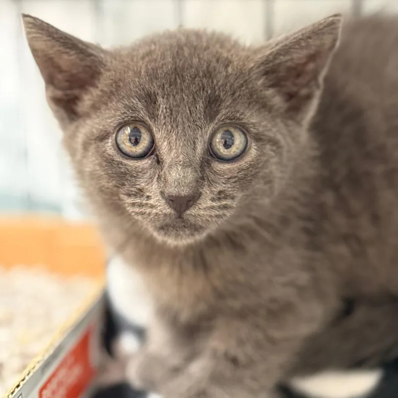 A baby small-sized male Domestic Short Hair cat named Stewart for adoption in Cumming, GA