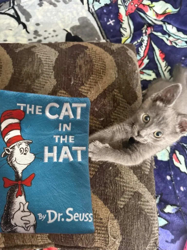A baby small-sized male Domestic Short Hair cat named Cat In The Hat for adoption in Blountville, TN