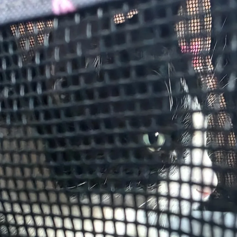 An adult large-sized male Black Domestic Short Hair cat named Archie for adoption in Medina, OH