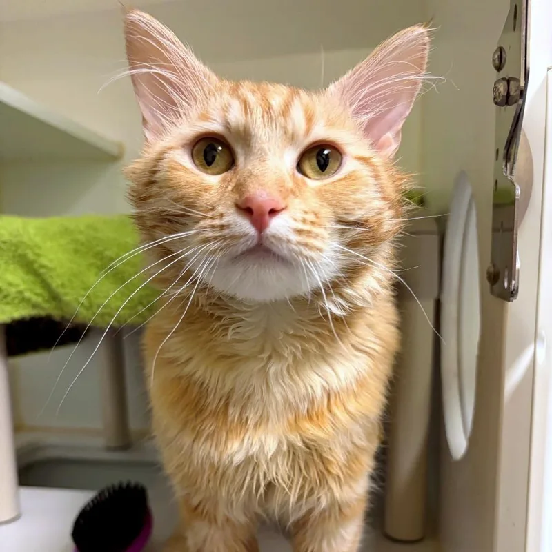 Cheeto thumbnail 2