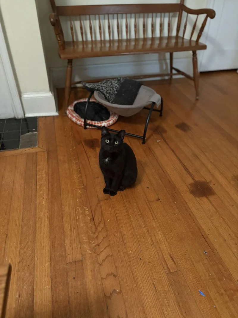 A young medium-sized female Domestic Short Hair cat named Pepper for adoption in Camden, SC