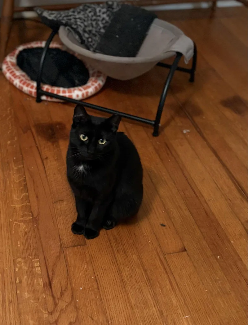 Pepper thumbnail 2