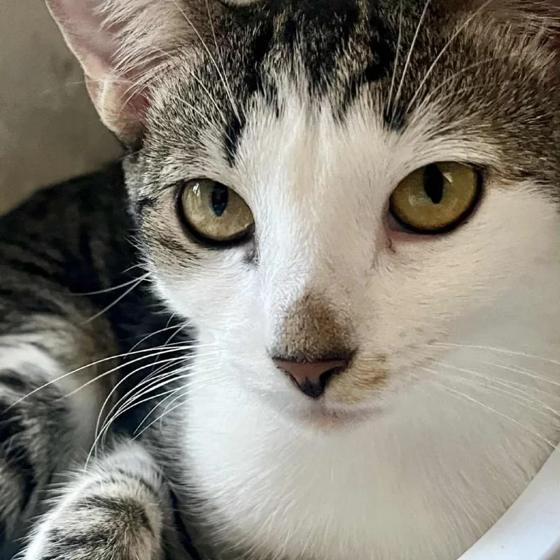 Butters Abner thumbnail 2