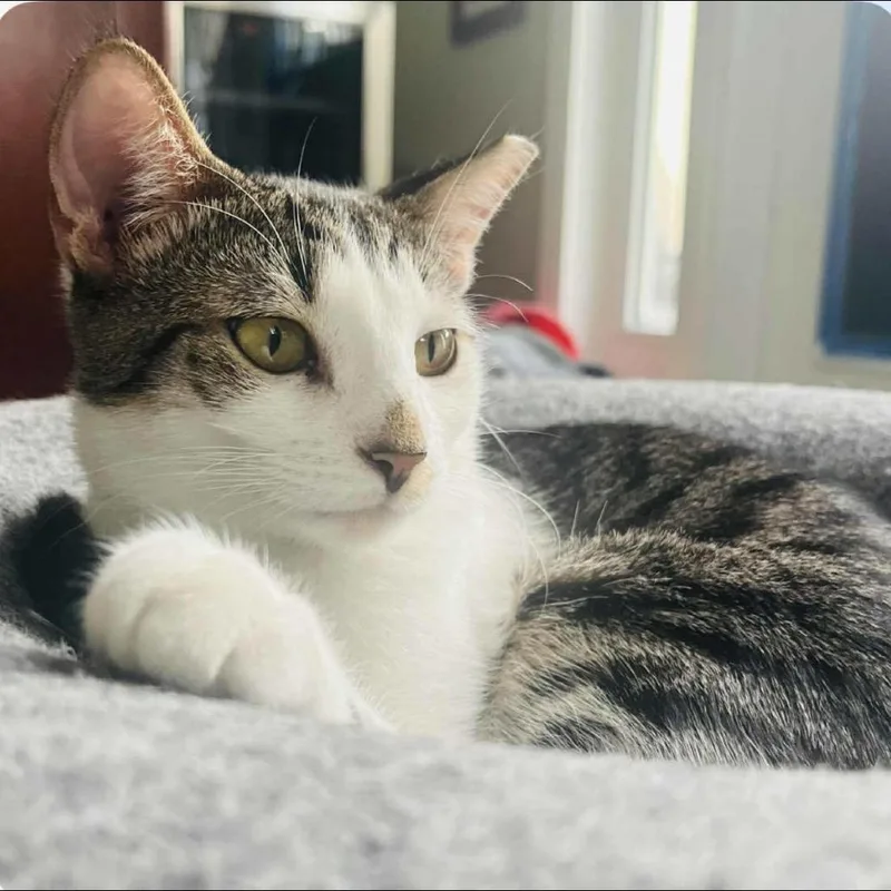 Butters Abner thumbnail 4