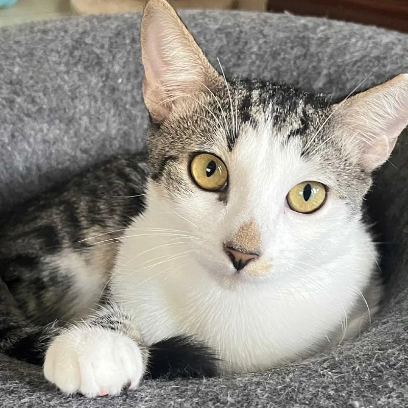 Butters Abner thumbnail 6