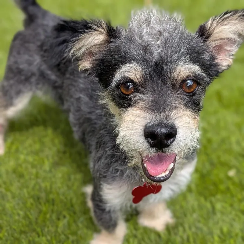 An adult small-sized male Black Miniature Schnauzer dog named Lil Mo for adoption in Houston, TX