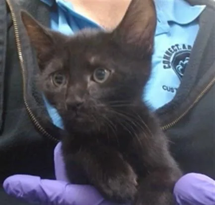 A baby small-sized male Domestic Short Hair cat named Orion for adoption in Miami, FL