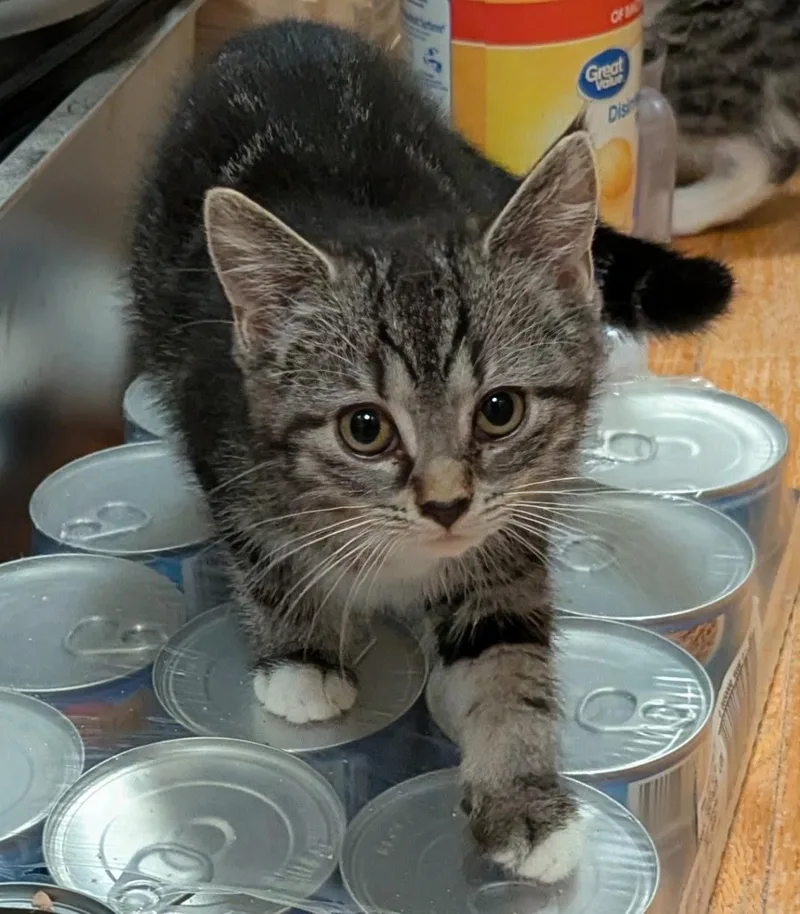 A baby medium-sized male Tabby (Gray / Blue / Silver) Domestic Short Hair cat named Peter for adoption in Export, PA