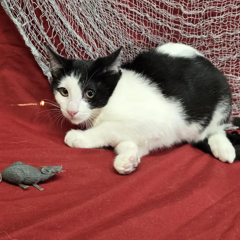 A baby medium-sized male Black & White / Tuxedo Domestic Short Hair cat named Apple Jack for adoption in Payson, AZ
