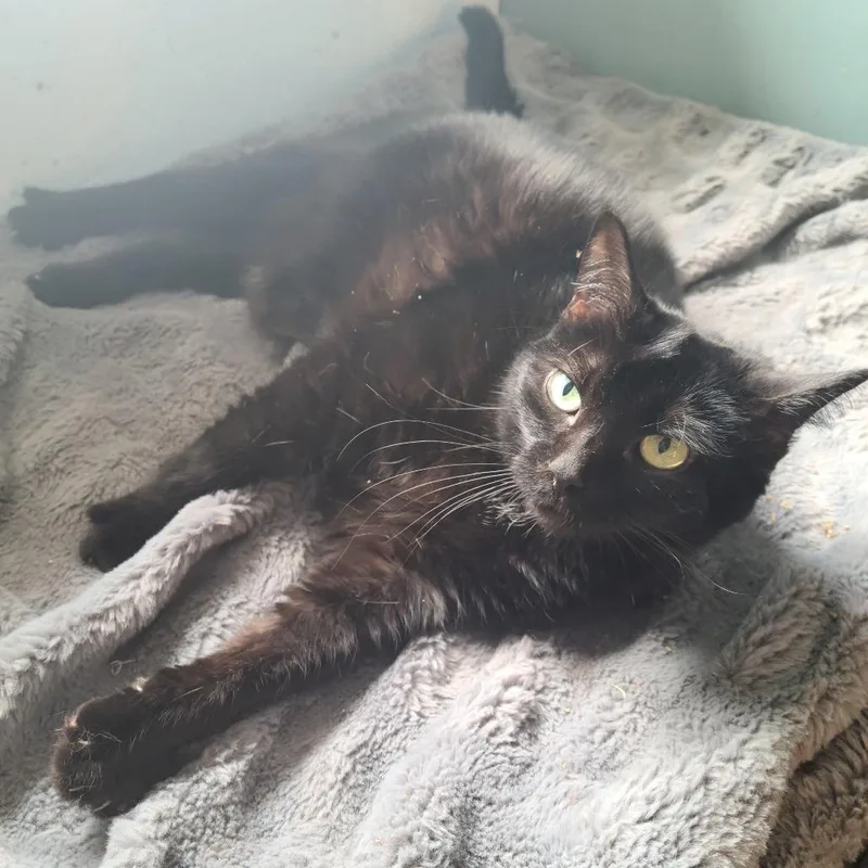A senior large-sized female Black Domestic Short Hair cat named Mia for adoption in Russellville, KY