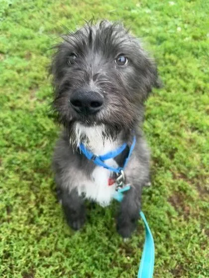 A baby medium-sized male Standard Schnauzer dog named Princeton for adoption in Valparaiso, IN
