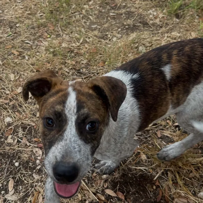 A baby medium-sized male Cattle Dog dog named Tiger for adoption in Moyock, NC