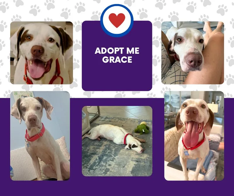 An adult medium-sized female White / Cream English Pointer dog named Grace for adoption in Bridgeton, NJ